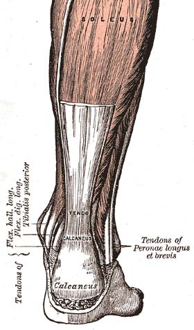 Do platelet injections actually heal a torn Achilles?